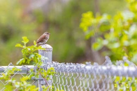 A Song Sparrow is perched on a park fence. Singing song sparrow in Park Canada. Travel photo, no one, copy space for textの写真素材