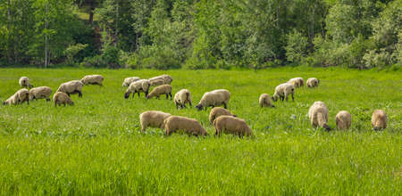 A group of sheep on a pasture stand next to each other. A small herd of Suffolk sheep with black face and legs in a summer meadow-travel photo, no people, selective focus, blurredの写真素材