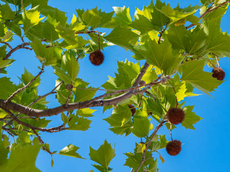 Plane tree, sycamore leaves and flowers isolated on natural background. London tree seed balls in a...
