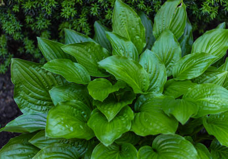 Hosta Funkia, plantain lilies in the garden. Close-up green leaves of a plant Hosta. selective...