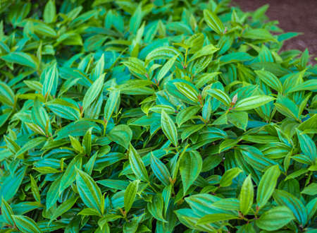 Beautiful leaves green in summer of a Viburnum davidii in a garden. Nobody, selective focus close...