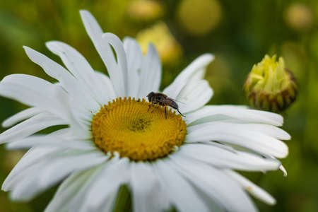 blurred. White bright daisy flower on a background of the summer landscape. Wildflowers outdoors....