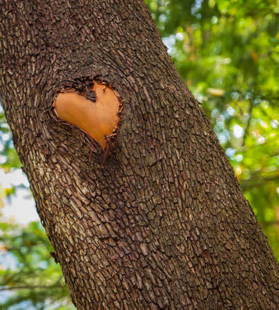 Forest brown wooden background. Texture forest wooden tree bark with sign of the heart. love in...