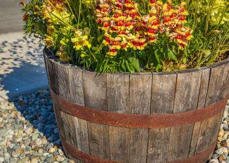 Planter made of barrel wood outdoors. Wooden planter with flowers on a street. Gardening, landscaping. Selective focus, nobody, copy space for textの写真素材
