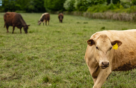 Cows grazing on a Field in Summertime, Cow Farm. Close up of a brown cows on a green alpine meadow....