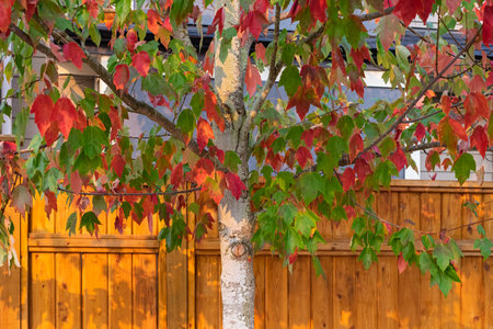 Red, orange and green leaves on a tree during autumn. countryside landscape. Red maple leaf in the...