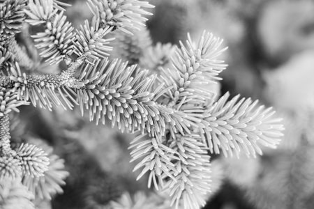 Christmas tree in a forest. Christmas decoration concept- Christmas tree in nature for backgroundの写真素材