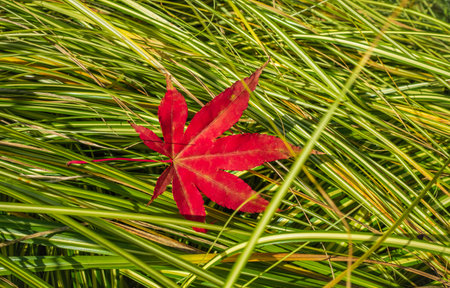 Autumn still life of maple leaves. Warm colors of Autumn. Red Autumn Maple Leaf. Colorful autumn maple leaf isolated on green grass background. Nobody, street photo, copy space for textの写真素材
