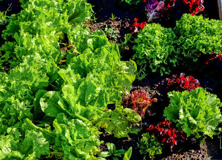 vegetable garden in summer. Herbs and vegetables in backyard formal garden. Eco friendly gardening. Fresh lettuce in the garden. Nobody, selective focusの写真素材