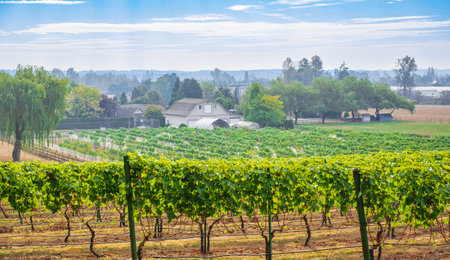 Vineyard landscape. Beautiful Farm View in British Columbia. Vineyards with grapevines, barns, trees. Surrounded by farms, fields, forestsの写真素材