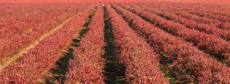 Fall Colors of straight Rows of Blueberry Plants in Farmer Fields in the Fraser Valley of British...
