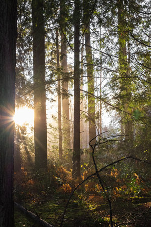 Spring forest landscape, abstract fresh, seasonal nature view, green trees sun rays morning. Light shining down in nature. Sunlight in the green forestの写真素材