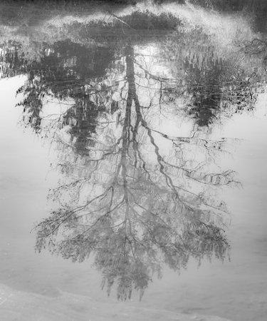 Trees Reflex In A river. Autumn tree reflected in a pond. Natural abstract photo. Nobody, selective...