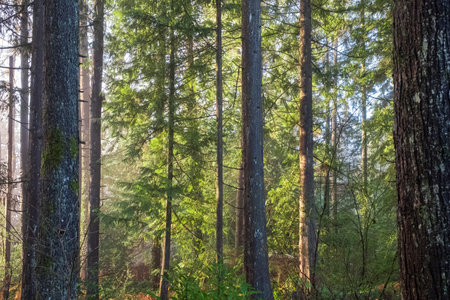 Wooded forest trees backlit by golden sunlight before sunset illuminating tree branches. forest...