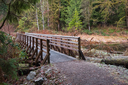 Eco path wooden walkway in the forest. environmental trail. Wooden path in the National park in Canada. Travel photo, selective focus, nobodyの写真素材