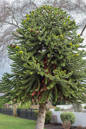 Monkey puzzle tree. Conifer Monkey Puzzle tree, Monkey Tail tree, Chilean Pine, Pehuen Araucaria...