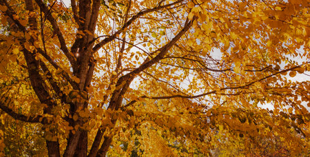Autumn tree i on a sunny day. Autumn leaves in the sun. Autumn. Fall. Autumnal Park. Autumn Trees...