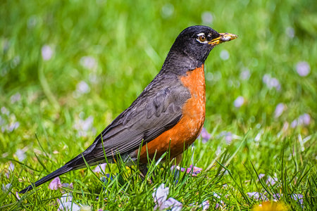 Beautiful spring bird an American robin eating an earthworm in spring time on a green grass. Birdwatching in North America. Nobody, selective focusの写真素材