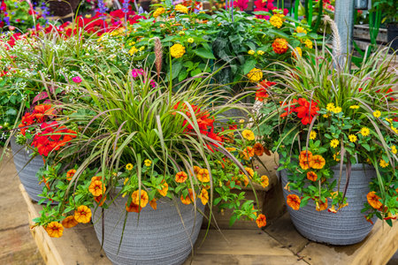 Beautiful colorful flowers in big pots for outdoor, garden. Pots with colorful flowering plants. Ornamental flower pots. Street photo, nobodyの写真素材