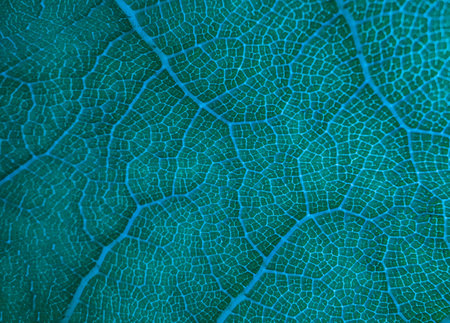 Abstract greenish leaf texture for background. Texture background of backlight fresh green Leaf. Nature of green leaf in garden at summer. A beautiful fresh green leaf highlighted by the sun.の写真素材