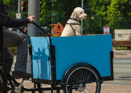 Man on a cargo bike with his friend dog. Mature man riding a cargo bike in the city. Tricycle bicycle bike with a basket on the street. Street photo, copyspace, travel photo.の写真素材