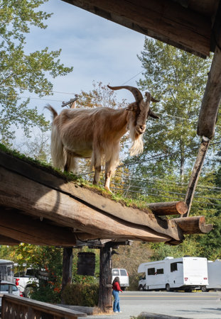 Goat with long horns, perch on the roofs of houses. Goats on the roof country market in Coombs British Columbia, goat standing on barn roof on country farm.の写真素材