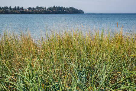 Landscape of green grass on the summer beach. Green grass at the beach of a sea or ocean on a sunny summer day. Summer holidays and vacation concept. Travel photo, nobody, copyspace for textの写真素材