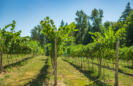 Vineyard ready for Grape harvest. Grape fields in British Columbia organic farming. Vineyard rows in a summer day, agriculture, farming business. Vineyard plantations in the autumn season.の写真素材