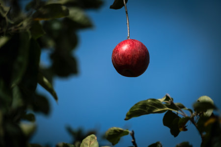 Red apple hanging on branch with green leaves. Shiny delicious apple hanging from a tree branch in an apple orchard. Organic home grown apple. Selective focus, copy space for text.の写真素材