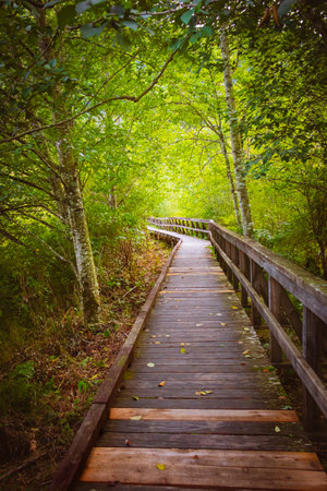 A path made of wooden planks is a passage through the forest. Wooden walking path through the rain...