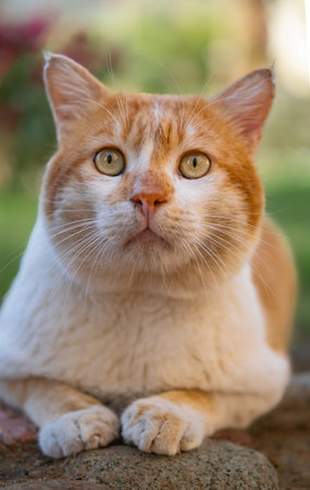 Lying tabby ginger cat outdoor in a garden. Portrait of a cat looking at the camera. Furry friends...