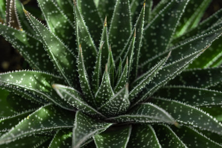 Background nature. Natural background Cactus. Lace aloe or aloe aristata plant. Succulent plant Lace aloe,Aristaloe aristataの写真素材