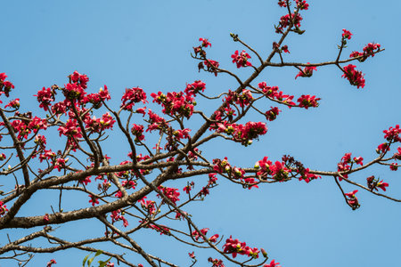 Semul or Silk Cotton tree Bombax ceiba flowers in full bloom in Maharashtra India. Semul tree with...