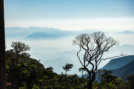 Morning fog over the mountain in Vietnam. Sunrise with fog in early morning and dry lonely tree....
