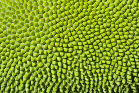 Abstract green nature blur background of young jackfruit by closeup texture of spiky skin fruit....
