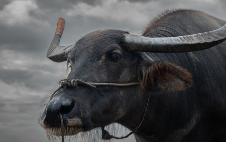 The water buffalo Bubalus bubalis also called the domestic water buffalo or Asian water buffalo....