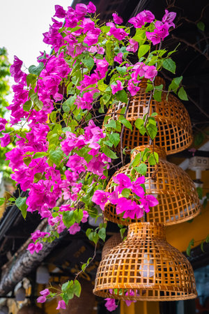 Front of a house decorated with bougainvillea flowers. Facade exterior architecture with pink bougainvillea flowerの写真素材
