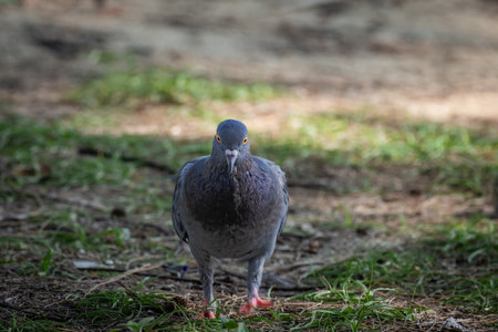 Gray feathered pigeon, homing pigeons. Closeup photo of pigeons in the park. Full body of standing pigeon bird. Selective focusの写真素材