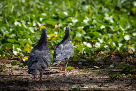 Gray feathered pigeons, homing pigeons. Closeup photo of two pigeons in the park. Full body of...