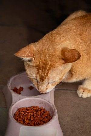 Street cat eating food given by volunteers. Photo of stray homeless cat eating food at special place outdoor where people helping cats to survive. Nobody, selective focusの写真素材