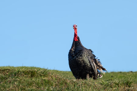 Large turkey on a green lawn in a sunny meadow and blue sky background. A male strutting turkey with...
