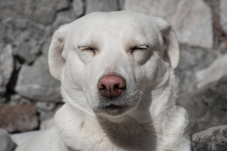 White dog rest outside on a sunny day. A close-up of a white dog resting peacefully on a floor. The...