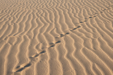 Prints across a sandy terrain. Human or animal tracks footprint in a sandy desert nature background. Closeup of sand pattern, prints with a sand texture. Nobody, copy space for textの写真素材