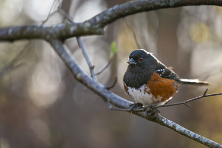 Spotted Towhee bird on a branch in the forest at British Columbia Canada North America. A spotted towhee bird Pipilo maculatus perches on a branch on blurred background. Close up, selective focusの写真素材