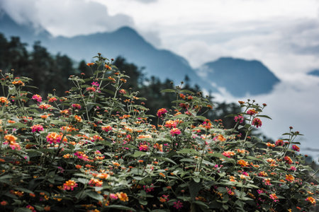Wild flowers with mountain background in Sapa. Spring wildflowers in North west Vietnam. landscape with wildflowers. Fogy morning nature.の写真素材