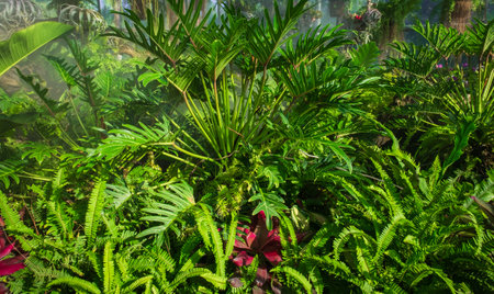 A beautiful green house with different types of colorful leafy plants. Botanic Garden. Indoor...