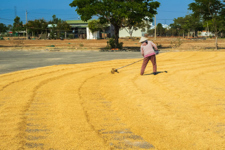 Rural woman worker drying rice on the road in Vietnam. Worker working with Vietnamese hat on a sunny day drying rice on the street. Nha trang Vietnam. Travel photo. April 13,2024の写真素材