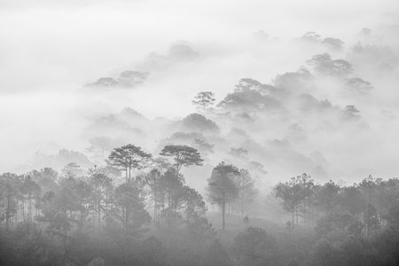Scenery of an early morning with fog and trees at highland in Da Lat Viet Nam. Dawn on the hillside...