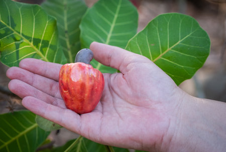 Women holding a red cashew fruit in her hand.. Organic fruit, The Cashew Nut tree. tropical evergreen tree that produces the cashew seed and the cashew apple.の写真素材