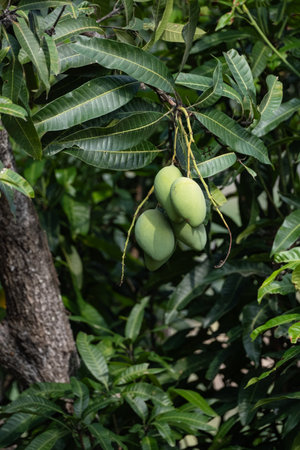 Green Mango tropical fruit hanging on tree. Organic mango on the tree. Tropical fruit. Mango season.の写真素材